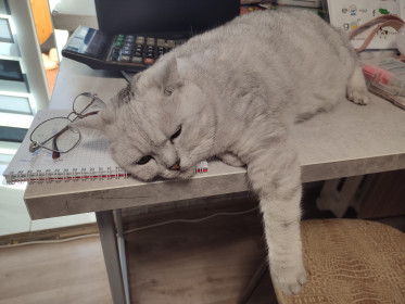 Буся, британская короткошëрсная, 6 лет. г. Благовещенск