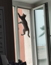 Мира, беспородная, 3 месяца. г. Благовещенск