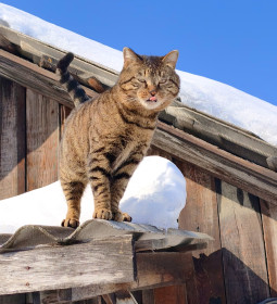 Барсик, беспородистый. с. Соловьевск