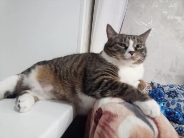 Василиса, дворовая трехцветная