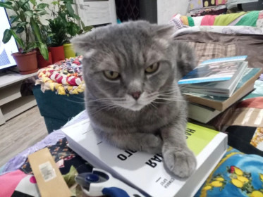 Саня, шотландец