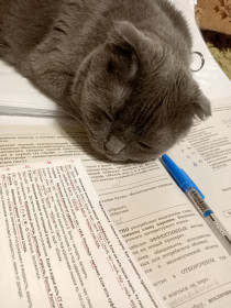 Кот Мартын, 3 года, шотландский вислоухий. г. Благовещенск