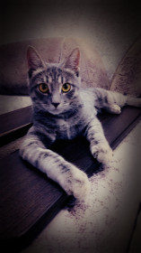 Миссис Поли