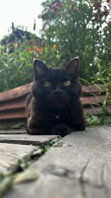 Бэтси, 17 лет. г. Зея