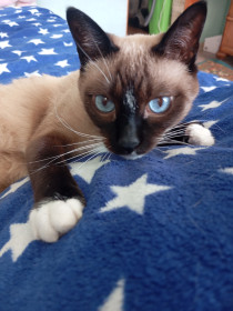 Сёма, тайский кот. г. Благовещенск