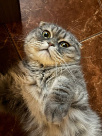 Тошка, 11 лет, шотландский вислоухий. г. Благовещенск