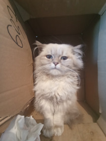 Снежа, дворянка, 10 месяцев