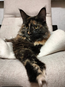 Сарина, мейн-кун, 4 года, г. Зея