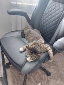 Кот Бенчик, 1,5 года, простых дворовых кровей. г. Белогорск