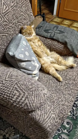 Кот по кличке Мейкун