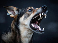 агрессивная собака