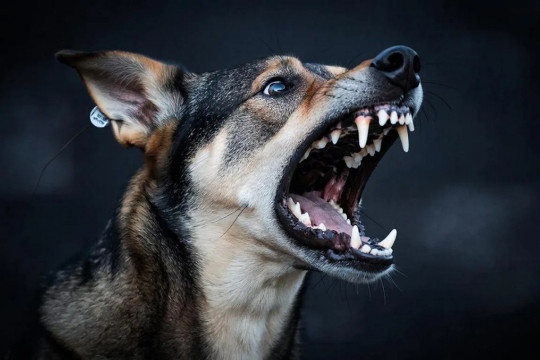 агрессивная собака