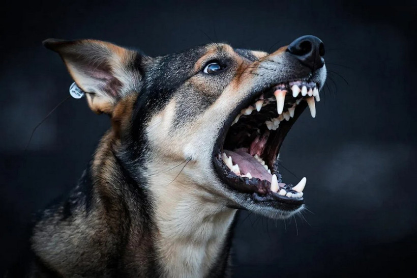 агрессивная собака