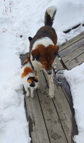 Кошечка Алиса с верным Диком, с. Соловьевск