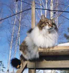 Буся, с. Чигири