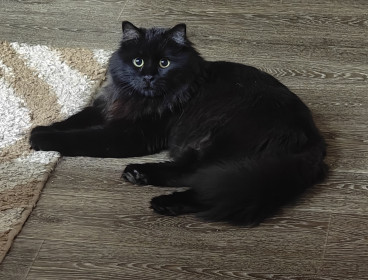 Кот Бегемот, 3 года