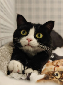 Кошка Джесси, 3 года, г. Зея