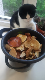 Кошка Хвостик