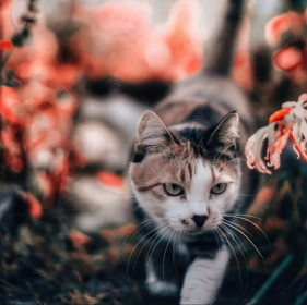 Анфиса, 10 лет. г. Зея