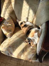 Муся, 3 года, 5 кг. г. Благовещенск