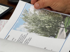 озеленение