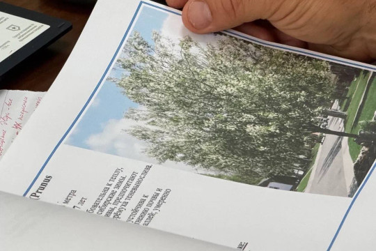 озеленение