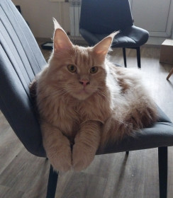 Лексус, мейн-кун, 2 года, 9 кг., г. Благовещенск