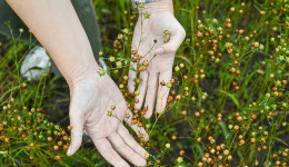 Вигна, лён и новые сорта сои: какие культуры в этом году появятся на полях Амурской области