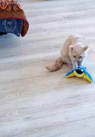 Савелий, шотландец, разговорчивый