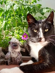 Иннокентий (Кеша)