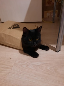 Барсюшка, мейн-кун. г. Кодинск, Красноярский край