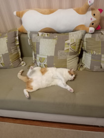 Кот Василий, 15 лет