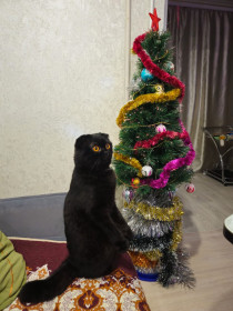 Кот Батон, с. Чигири