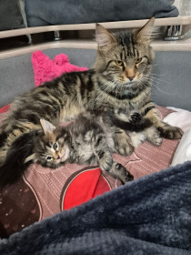 Хан и его копия