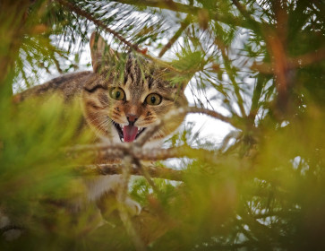 Хищник Тишка