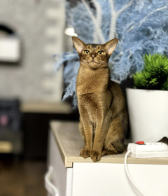 Кошка Ириска, г. Зея