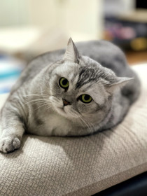 Мика, шотландка, 6 лет. г. Зея