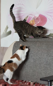 Кот Барсик (5 лет) с кошечкой Алисой (мама, 7 лет).  с. Соловьевск