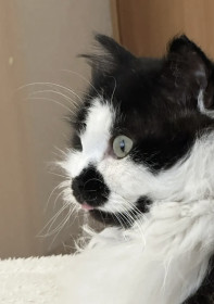 Кот Шарик, метис-дворянин, п. Хорогочи, Тындинский МО