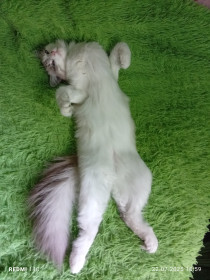 Кошка Милли, 1 год. Порода «уличная благородная»