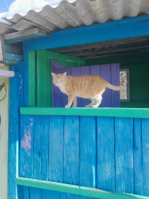 Кот Персик, 3 года