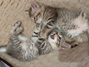 Подкидыши, пока без имени, примерно 1 месяц