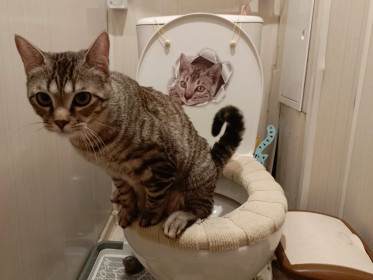 Тигра, столичный дворянин, 9 месяцев, г. Благовещенск