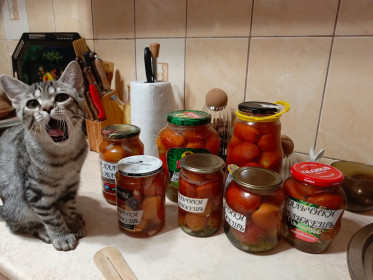 Тиша, 3,5, месяца, беспородный (из приюта). г. Благовещенск