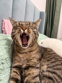 Кокос,4 года, метис. г. Екатеринбург