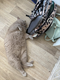 Миша, британец, 4 года, 8 кг. г. Благовещенск