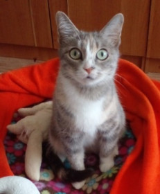 Кошечка Котяша