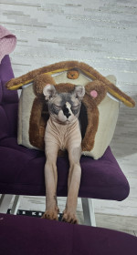 Мишенька, порода эльф, г. Благовещенск