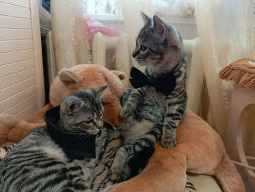 Джеф и Дема, 6 мес., дворяне. г. Благовещенск