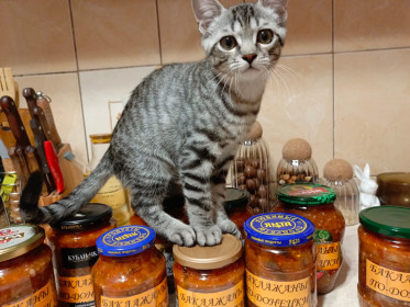 Тигруля, 3,5 мес., беспородный. Благовещенск.